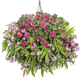 Ipomea - Sweet Caroline Medusa Green