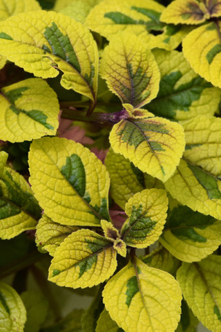 Plectranthus - Guacamole