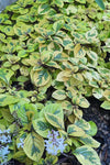 Plectranthus - Guacamole