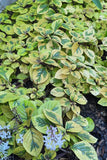 Plectranthus - Guacamole