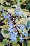 Plectranthus - Guacamole