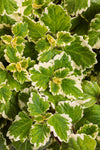 Plectranthus - Variegata