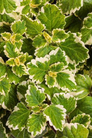 Plectranthus - Variegata