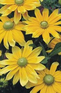 Rudbeckia - Prairie Sun