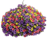 Petunia - Supertunia Mini Vista Yellow