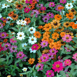 Zinnia - Profusion 4 Color Mix