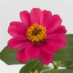 Zinnia - Profusion Cherry