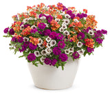 Nemesia - Sunsatia Blood Orange