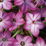 Nicotiana - Saratoga Purple Bicolor