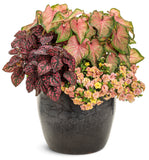 Calibrachoa - Superbells Magic Double Grapefruit