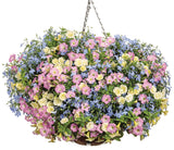 Petunia - Supertunia Mini Vista Pink Cloud