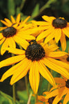 Rudbeckia - Goldsturm