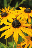 Rudbeckia - Goldsturm