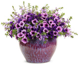 Scaevola - Whirlwind Blue