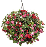 Begonia - Solenia Scarlet