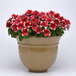 Petunia - Madness Red Picotee