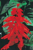 Salvia - Red Hot Sally II