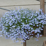 Lobelia - Regatta Sky Blue