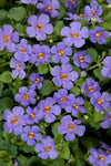 Bacopa - Scopia Gulliver Blue