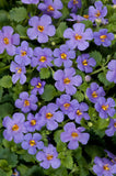 Bacopa - Scopia Gulliver Blue