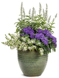 Heliotropium - Aromagica Purple