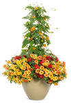 Thunbergia - Orange