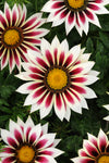 Gazania - New Day Rose Stripe