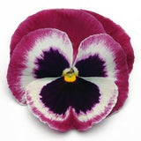 Pansy - Matrix Rose Wing