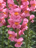 Snapdragon - Rocket Rose Shades