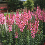 Snapdragon - Rocket Rose Shades