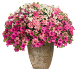 Petunia - Supertunia Vista Fuchsia