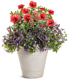 Salvia - Unplugged Red