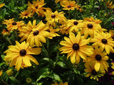 Rudbeckia - Indian Summer