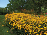 Rudbeckia - Goldsturm