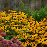 Rudbeckia - Goldsturm