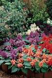 Salvia - Vista Lavender