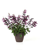 Salvia - Plum Crazy