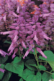 Salvia - Vista Lavender