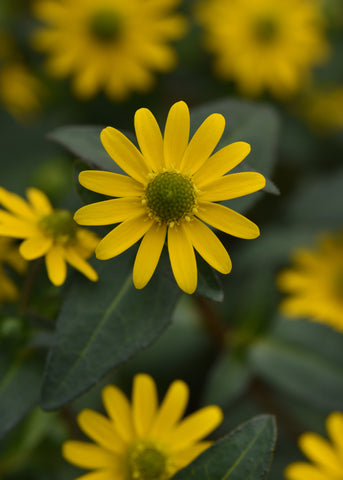 Sanvitalia - Tsavo Basket Yellow