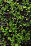 Lettuce - Simply Salad Mix