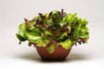 Lettuce - Simply Salad Mix