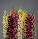 Snapdragon - Rocket Mix