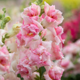 Snapdragon - Sweet Duet Appleblossom
