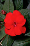 Impatiens - SunPatiens Compact Deep Red