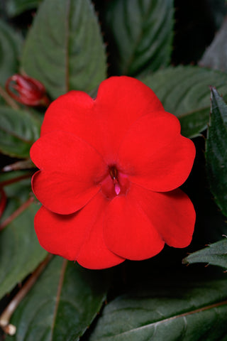 Impatiens - SunPatiens Compact Deep Red