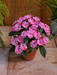 Impatiens - SunPatiens Compact Pink Candy