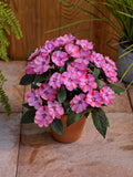 Impatiens - SunPatiens Compact Pink Candy