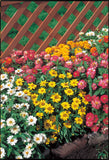 Zinnia - Profusion 4 Color Mix