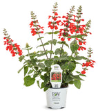 Salvia - Unplugged Red