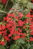 Salvia - Unplugged Red